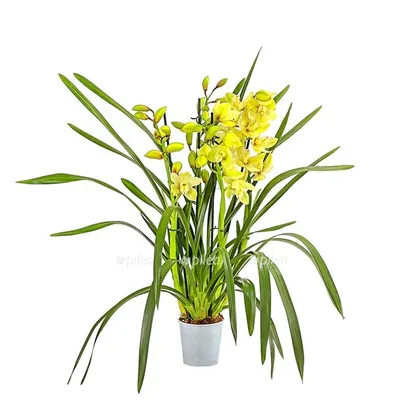 Орхидея Цимбидиум Коричневый, 2 ствола