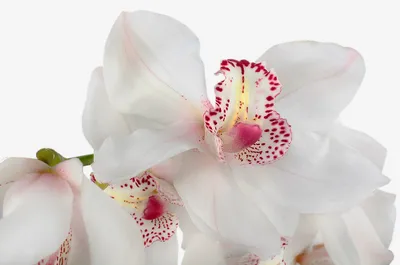 Орхидея Цимбидиум (нет в наличии)