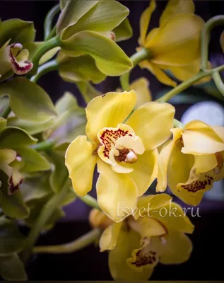 Орхидея Цимбидиум зеленая ( ветка)