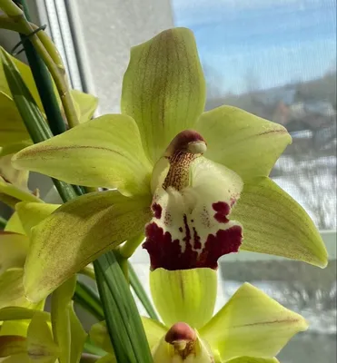 Орхидея цимбидиум – Цвет`ок – дорогая цветочная лавка