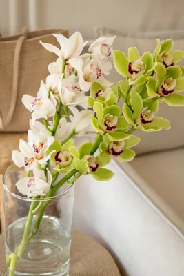 Орхидея Cymbidium (отцвел)