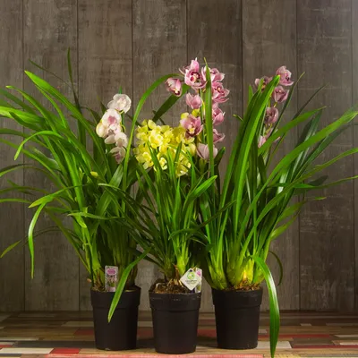 Купить Орхидея цимбидиум с доставкой по Красноярску дешево от АураЦветов