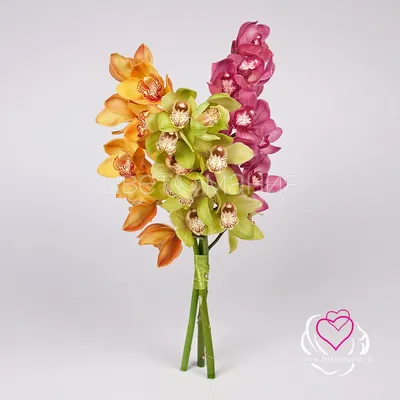 Купить Орхидею Цимбидиум в интернет-магазине