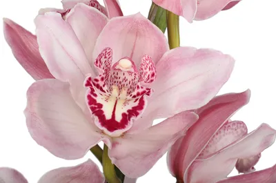 Орхидея Цимбидиум Розовый купить в Москве