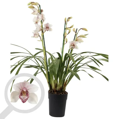 Орхидея Цимбидиум белая ветвь средняя - купить по выгодной цене в Москве и  Санкт-Петербурге