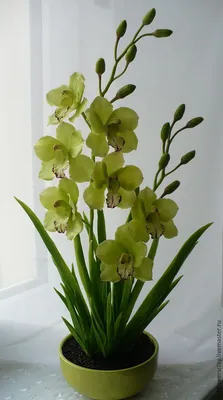 Орхидея Цимбидиум Сноу купить в Москве