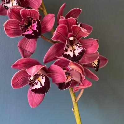 Орхидея Цимбидиум Дэнни Грин (Cymbidium Danny Green) оптом