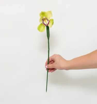 Орхидея Цимбидиум мини темно-малиновая - «Цветы художника»