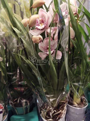 Орхидея Цимбидиум в колбе купить с доставкой в Барнауле за 350 руб.