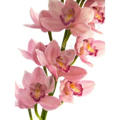 Орхидея Цимбидиум микс 12/40: купить оптом в Москве