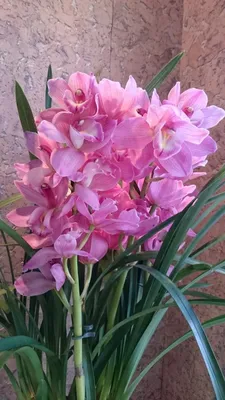 Орхидея темно-розовая цимбидиум купить в интернет-магазине.