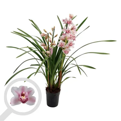 Орхидея цимбидиум фото фотографии