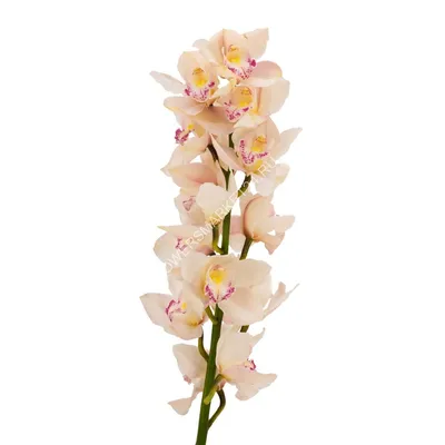 Желтая орхидея Цимбидиум | доставка по Москве и области