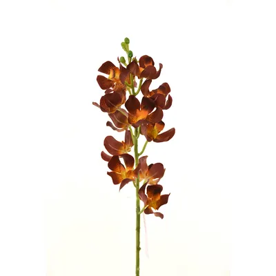 Орхидея цимбидиум - купить орхидею Цимбидиум Свадебный подарок в Москве