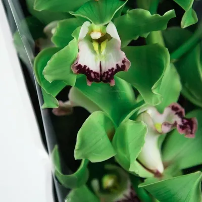 Орхидея Цимбидиум коричневая 47 см
