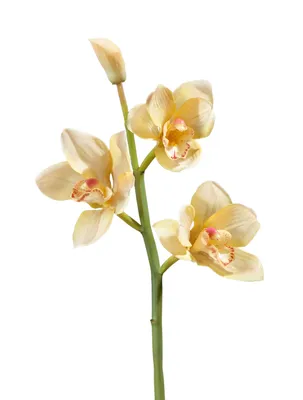Орхидея Цимбидиум искусственная 70 СМ купить Искусственные цветы недорого  доставка по Москве бесплатно
