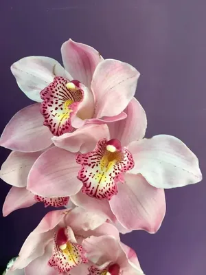 Орхидея цимбидиум зеленая (80см) купить с доставкой в СПб