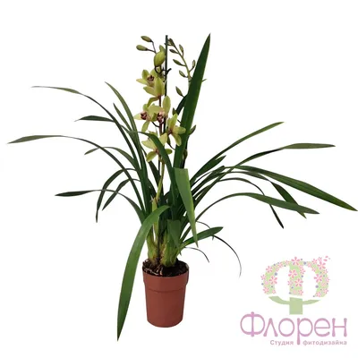 Орхидея Цимбидиум Микс d15 см купить недорого в интернет-магазине товаров  для сада Бауцентр