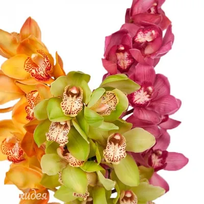 Орхидея Цимбидиум куст 3 ветки искусственный с имитацией земли 115 см Real  Touch (без кашпо)