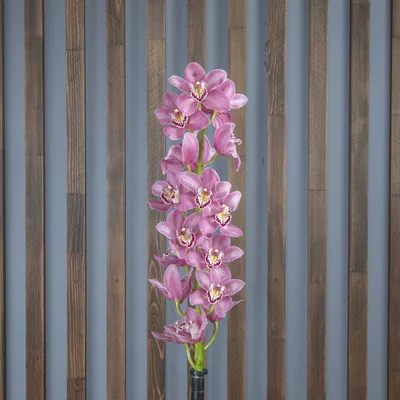 Цимбидиум - купить орхидею цимбидиум в Киеве, заказать цимбидиум в интернет  магазине комнатных растений Флорен
