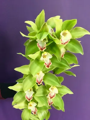 Букет из орхидей Цимбидиум - заказать доставку цветов в Москве от Leto  Flowers