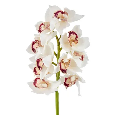 Орхидея Цимбидиум розовая (00030) купить поштучно с доставкой в Архангельске