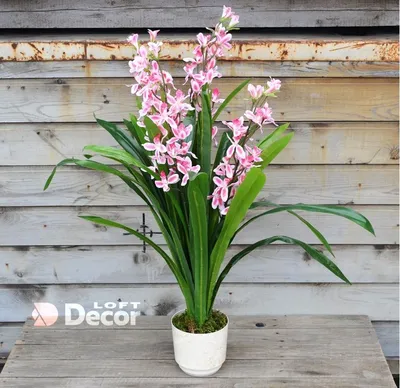Орхидея Цимбидиум.Голландия.Зеленая №262 купить в Саратове