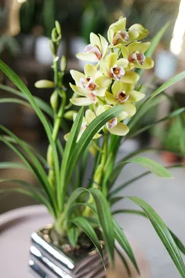 Орхидея Цимбидиум бело-розовая TS00800 купить в Москве по цене 1 080 руб. в  интернет-магазине Décor of Today