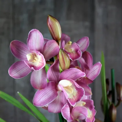 Орхидея Цимбидиум Ice Cascade, размер в ассортименте купить по цене 1799  грн | Украфлора