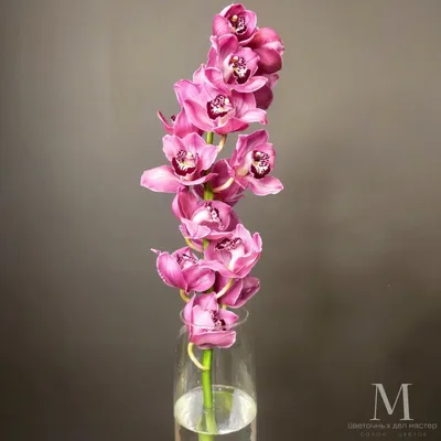 Орхидея Цимбидиум розовый - купить в Минске с доставкой, цена и фото в  интернет-магазине Cvetok.by