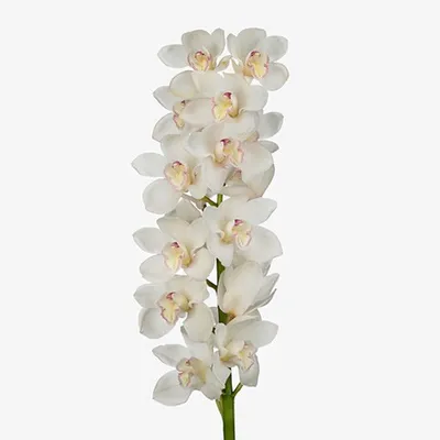 Орхидея цимбидиум купить