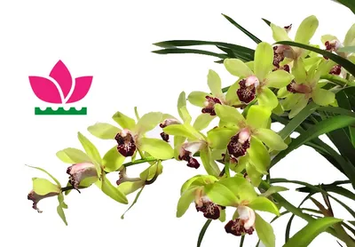 Орхидея \"Цимбидиум\" в керамич. кашпо