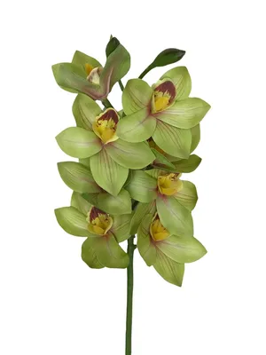 Орхидея Цимбидиум ветка белая - заказать и купить цветы с доставкой |  Donpion