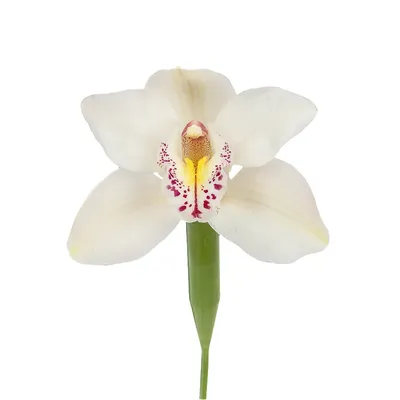 Орхидея Цимбидиум белая (00029) купить поштучно с доставкой в Архангельске