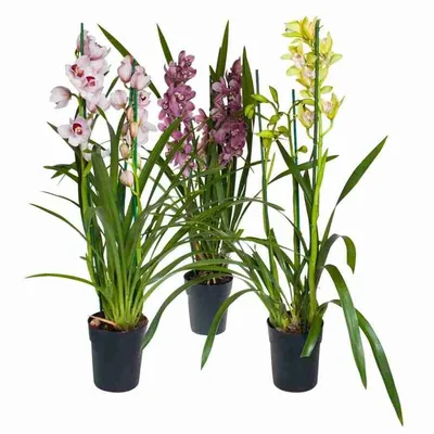 Купить Искусственная Орхидея Цимбидиум, 8 голов, салатовый оптом в Украине:  цена, описание, характеристики › Flowers Decor