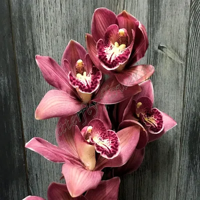 Орхидея Цимбидиум мини темно-малиновая - «Цветы художника»