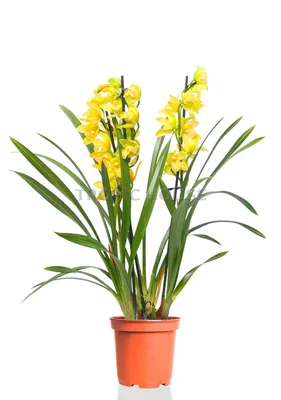 Орхидея Цимбидиум силикон купить в Минске, цены