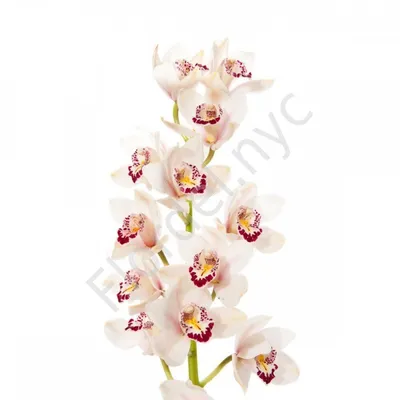 Букет из орхидеи цимбидиум, альстромерии, эустомы и кустовых роз | Flowers  Valley
