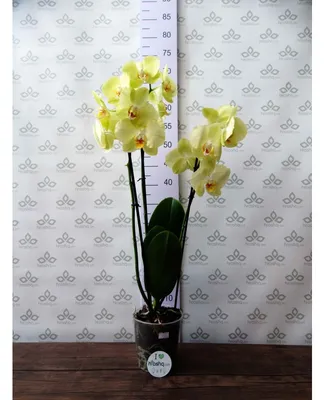 Орхидея Цимбидиум 14/70 см - купить в Москве: интернет-магазин