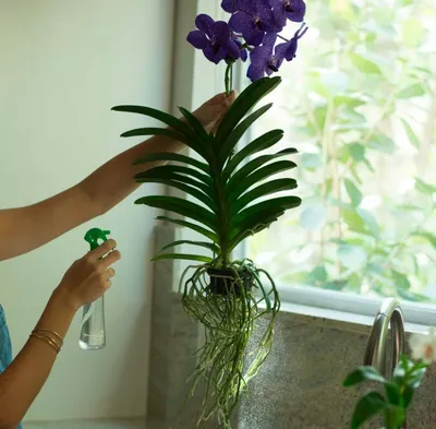 Орхидея ванда советы за уходом в домашних условиях | Growbox