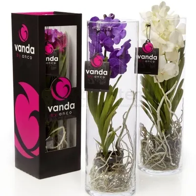 Ванда - Vanda. Уход за орхидеей Ванда. Описание вида, фото