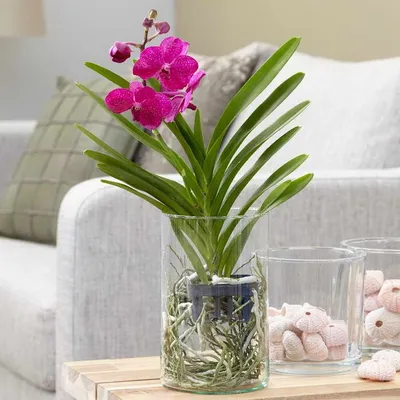 Орхидея Ванда мини сиренево-фиолетовая в стекле купить