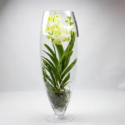 Орхидея ванда как ухаживать в домашних условиях фото | Орхидея, Орхидеи,  Выращивание орхидей