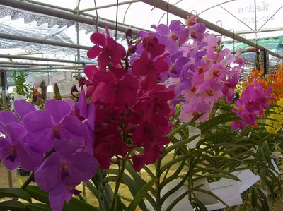 Орхидея Ванда в вазе Michelle conic, цвета в ассортименте в интернет  магазине Украфлора