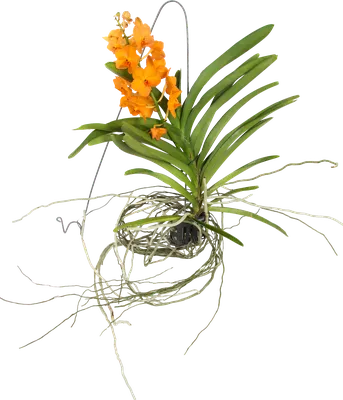Орхидея Ванда в стеклянном бокале купить