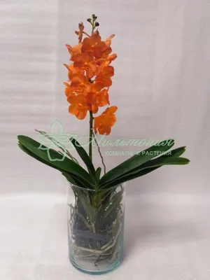 Орхидея Ванда микс ø15 h50 см по цене 3585 ₽/шт. купить в Твери в  интернет-магазине Леруа Мерлен