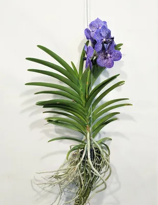 Орхидея Ванда микс в стеклянной колбе D:24см H:70см купить в Москве с  доставкой