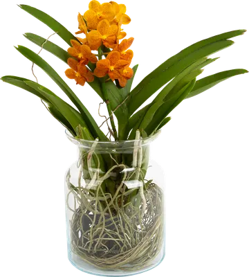 Орхидея Ванда в стеклянной вазе | купить в Москве