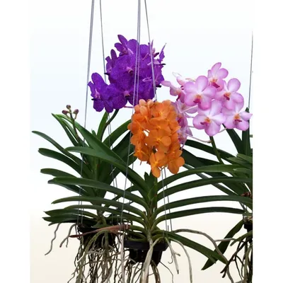 Орхидея Ванда (Vanda) подвесная. Купить орхидею Ванда. Доставка - Киев,  Украина