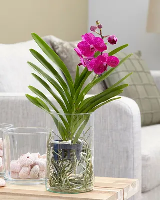 Орхидея Ванда в стекле ø15 h40 см по цене 6222 ₽/шт. купить в Тольятти в  интернет-магазине Леруа Мерлен